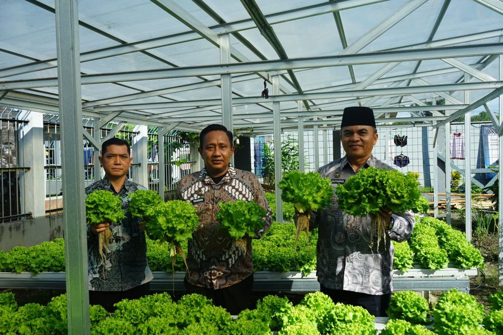 Dukung Asta Cita Presiden, Lapas Makassar Hijaukan Pembinaan Melalui Panen Selada untuk Ketahanan Pangan Nasional