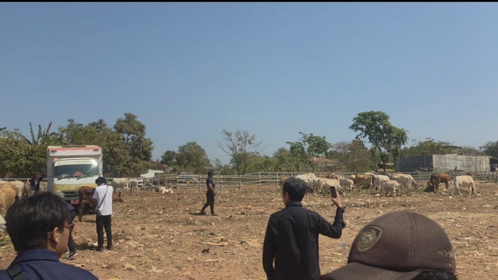 Sapi di TPA Tamangapa Dikandangkan, Sampah Organik Pasar Capai 30 Ton per Hari Jadi Pakan